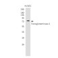 Transglutaminase 2 Rabbit mAb ABZ3206
