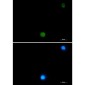 Ubiquitin Rabbit mAb ABZ3218