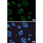 Vinculin Rabbit mAb ABZ3228