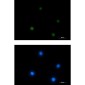 ACTL6A Rabbit mAb ABZ3254