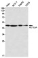 ACTL6A Rabbit mAb ABZ3254
