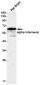 alpha Internexin Rabbit mAb ABZ3256