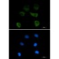 gamma Tubulin Rabbit mAb ABZ3303