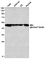 gamma Tubulin Rabbit mAb ABZ3303