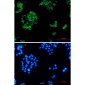 Insulin degrading enzyme Rabbit mAb ABZ3321