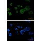 PLC gamma 1 Rabbit mAb ABZ3350