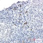 Human IgG4 Rabbit mAb ABZ3391