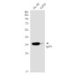 Human IgG4 Rabbit mAb ABZ3391