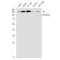 KDM4A Rabbit mAb ABZ3393