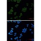 Human kappa Light Chain Rabbit mAb ABZ3394