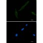 CD147 Rabbit mAb ABZ3397