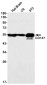 CD147 Rabbit mAb ABZ3397