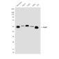 RAD9A Mouse mAb ABZ3852