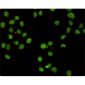 CHD3 (7F6) Mouse mAb ABZ3901