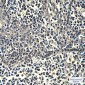 Peroxiredoxin 1/PAG (6A6) Mouse mAb ABZ3903