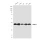 Rad51 (4H10) Mouse mAb ABZ3904