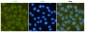 FAK (3D8) Mouse mAb ABZ3906