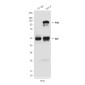 FAK (3D8) Mouse mAb ABZ3906