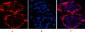 Cytokeratin 17 (8C6) Mouse mAb ABZ3909