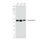 Cytokeratin 17 (8C6) Mouse mAb ABZ3909