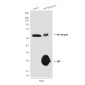 NF-KB p65 (5A10) Mouse mAb ABZ3910