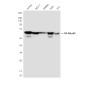 NF-KB p65 (5A10) Mouse mAb ABZ3910