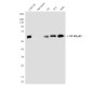NF-KB p65 (5A10) Mouse mAb ABZ3910