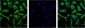 NF-KB p65 (3D2) Mouse mAb ABZ3911