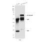 NF-KB p65 (3D2) Mouse mAb ABZ3911