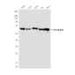 NF-KB p65 (3D2) Mouse mAb ABZ3911