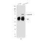Lamin B2 (8F6) Mouse mAb ABZ3912