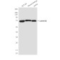 Lamin B2 (8F6) Mouse mAb ABZ3912