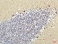 PPAR delta (4G5) Mouse mAb ABZ3913