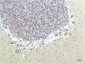 PPAR delta (4F4) Mouse mAb ABZ3914