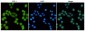 E2F1 (4G8) Mouse mAb ABZ3915