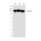 hnRNP U/p120 (1B11) Mouse mAb ABZ3916