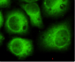 CDK5 (2E8) Mouse mAb ABZ3917