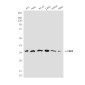 CDK5 (2E8) Mouse mAb ABZ3917