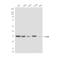 TFIIB (2F6) Mouse mAb ABZ3918