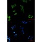 Cytochrome C (7C10) Mouse mAb ABZ3919