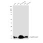 Cytochrome C (7C10) Mouse mAb ABZ3919