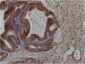 Smad3 (4H4) Mouse mAb ABZ3920