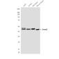 Smad3 (4H4) Mouse mAb ABZ3920