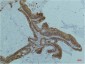 Smad2/3 (6F7) Mouse mAb ABZ3921
