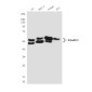 Smad2/3 (6F7) Mouse mAb ABZ3921