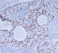 DNA PKcs (6D1) Mouse mAb ABZ3922