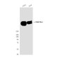 DNA PKcs (6D1) Mouse mAb ABZ3922