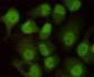 DNA PKcs (8D3) Mouse mAb ABZ3923