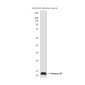 Histone H3 (Zebrafish Specific) (2C4) Mouse mAb ABZ3924