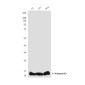 Histone H3 (Zebrafish Specific) (2C4) Mouse mAb ABZ3924